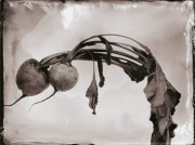 Ambrotypia - Hell's Kitchen 004