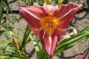 Hemerocallis / Liliowiec: Olga