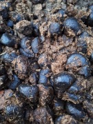 Obornik koński[Nawóz]