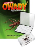 PRAWDZIWE OWADY nr 43 - szarańczak czerwony