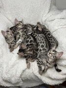 Srebrne kocięta bengalskie 