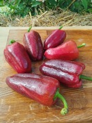 OTELLO nasiona Papryka Kolekcjonerska