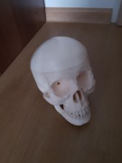 Czaszka model szkielet człowieka ciało człowieka tajemnice ludzkiego ciała 