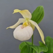 Obuwik Cypripedium 'Birgit Pastell'