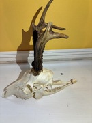 Parostki Rogacz selekcyjny 