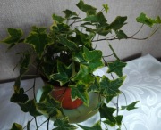 Roślina doniczkowa bluszcz - Hedera Helix. 