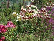 Lilia drzewiasta 50 dużych nasion