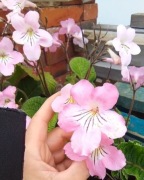 Skrętnik streptocarpus różowy lub biały 