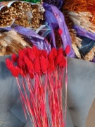 Mozga kanar naturalna suszona trawa susz czerwona 