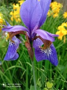 Irys syberyjski sadzonki