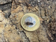 Davus pentaloris L2/L3 ptasznik