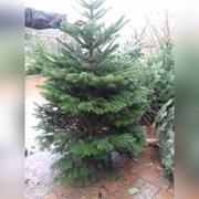 Choinka-jodła kaukaska.