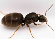 Mała kolonia mrówek Lasius niger królowa + około 1- 5robotnic 