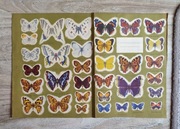 Okładka papierowa na zeszyt PRL Lata 70-te Motyle