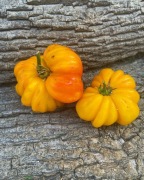 GOLDEN BASKET  Pomidor Kolekcjonerski 