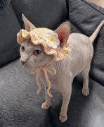 Czapka dla Kota Kapelusz Szydełkowy Ubranko Sfinks Devon Dachowiec Europejs