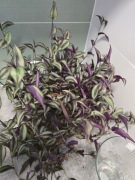 Pieknie wybarwiona trzykrotka, cięte, 5 szt