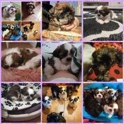 SHIH TZU już do odbioru