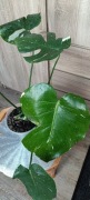 Thai Constellation Variegata,duża roślina.