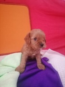 CAVAPOO sunia 