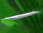 Rybki do akwarium - Półdziubki karłowate