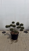 Sosna Czarna Pinus Nigra "Brepo" Bonsai 90-100cm
