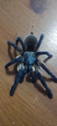 MONOCENTROPUS BALFOURI L3 10szt