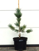 SOSNA GIĘTKA FIRMAMENT * ŁADNA DUŻA SADZONKA * SUPER