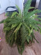 Paproć Tiger z variegacja 