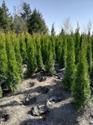 Tuja szmaragd 150-200 cm