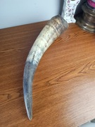 Stary róg, bardzo duży 