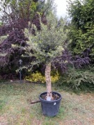 Oliwki Olea Europaea – 70L