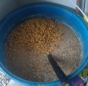 Kukurydza fermentowana