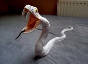 Wąż albinos - 3D Pen