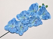 Niebieski Storczyk – Chabrowy Phalaenopsis – Unikat