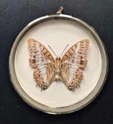 Motyl w gablotce - Charaxes Brutus