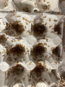 Karaczan turecki wylęg 100 szt hydrożel gratis