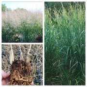 Proso panicum Dallas blue 
