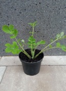 Glistnik Jaskółcze Ziele (Sadzonka w Doniczce) – Naturalna Moc z Ogrodu