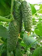 Ogórek Artist F1 - Nasiona Holenderskie