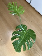 Monstera Thai Constellation