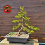 Materiał startowy. Jałowiec Chiński formowany na wzór bonsai. 52 cm