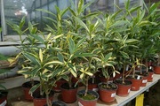 Oleander variegatta o pełnych pachnących kwiatach 