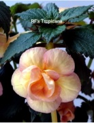 Achimenesy RF's Tropicana sadzonki 