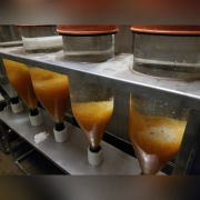 Zarybienia, karp,lin amur,węgorz ryby kolorowe