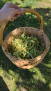 Suszona lipa/ kwiat lipy - 200 g