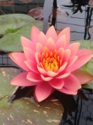 Lilia wodna Perrys Orange Sunset