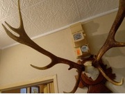 Poroże Jelenia z 1969