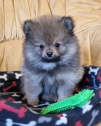 Szpic Miniaturowy Pomeranian 