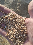 Pszenica 25 kg z małego gospodarstwa  kury gołębie